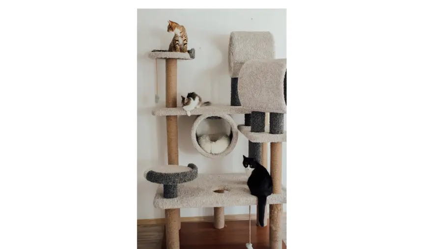 AnyConv.com__Blog (33).webp